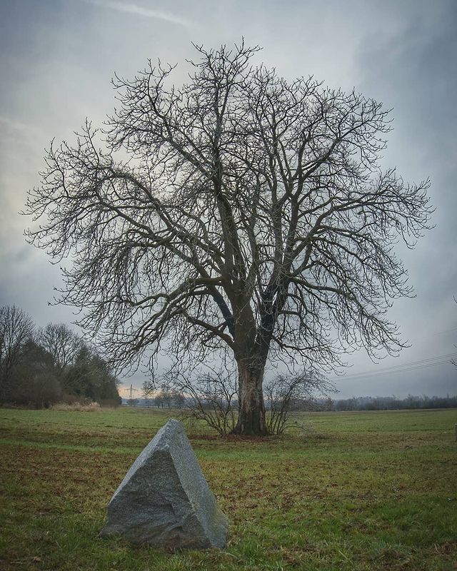 Stone and tree