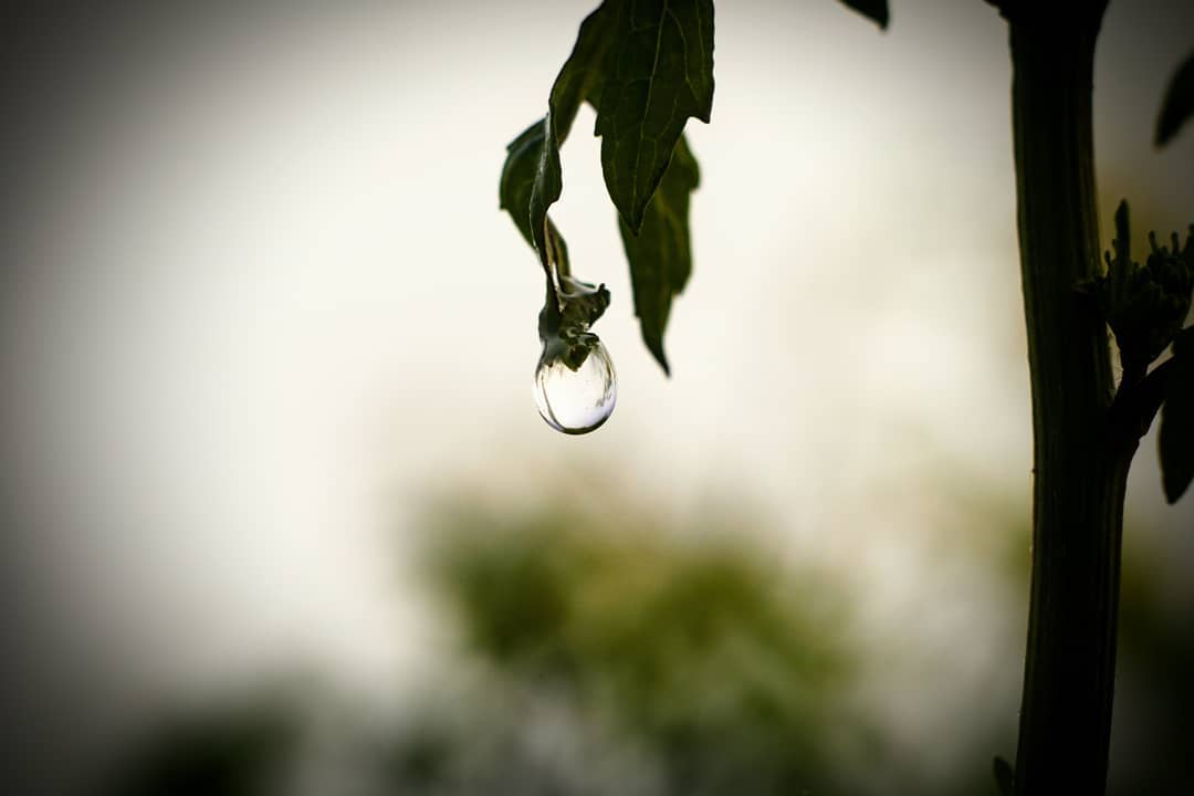 Water droplet on a leaf